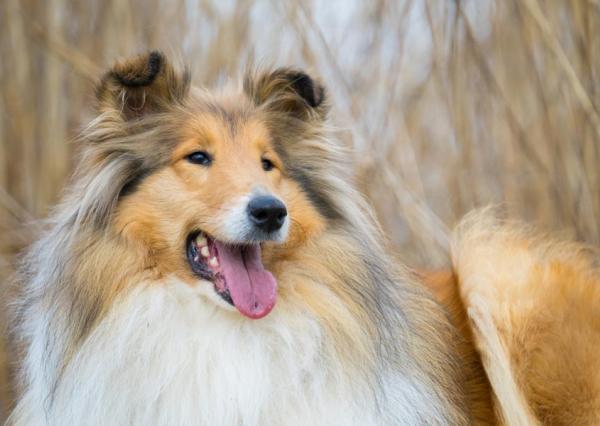 Na predaj Výstavba bytov - Michalovce, Pod hradom